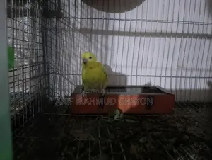 Bajrigar Pakhi