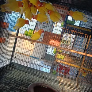 Yellow Fischer Love Birds
