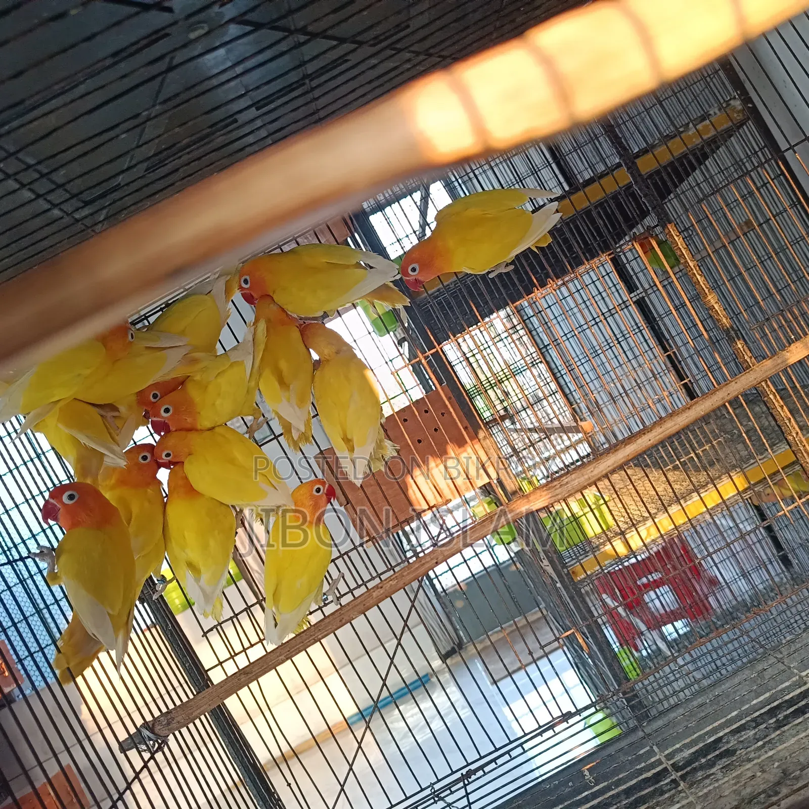 Yellow Fischer Love Birds