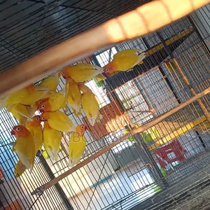 Yellow Fischer Love Birds
