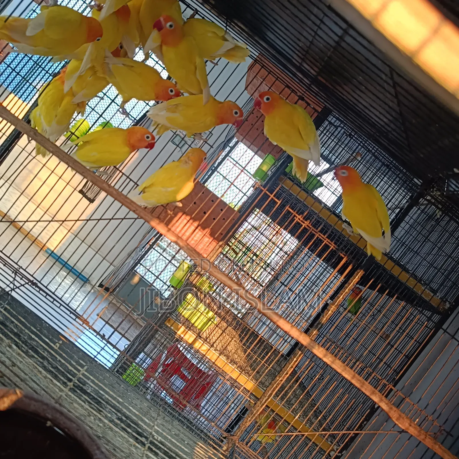 Yellow Fischer Love Birds