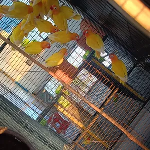 Yellow Fischer Love Birds