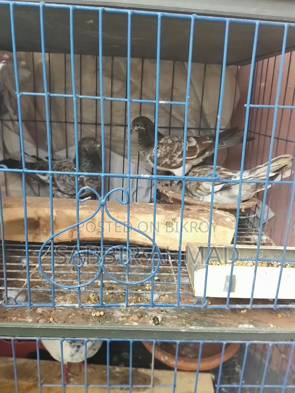 Racer Kabootar