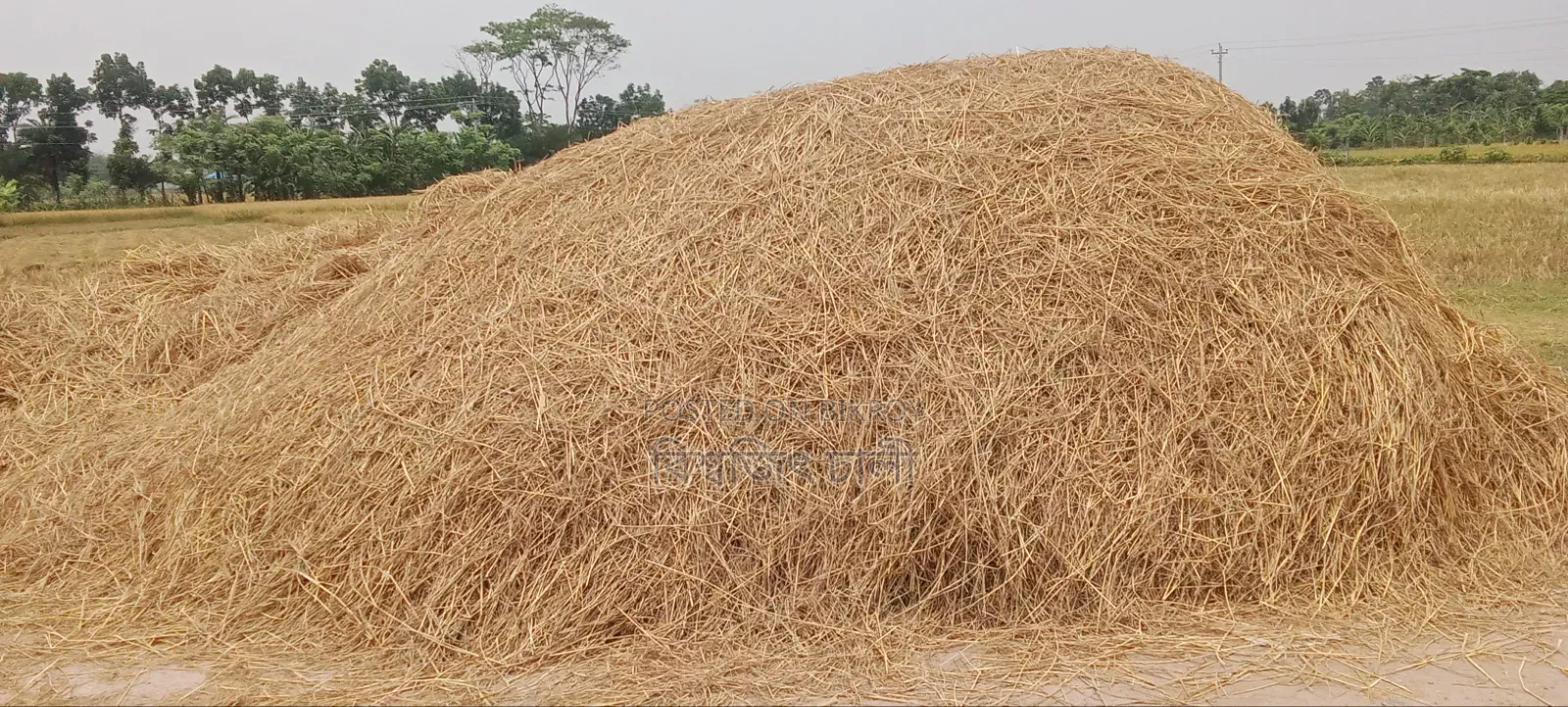 Straw for Sale (2.5 Bigha)