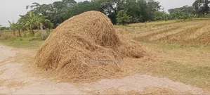 Straw for Sale (2.5 Bigha)