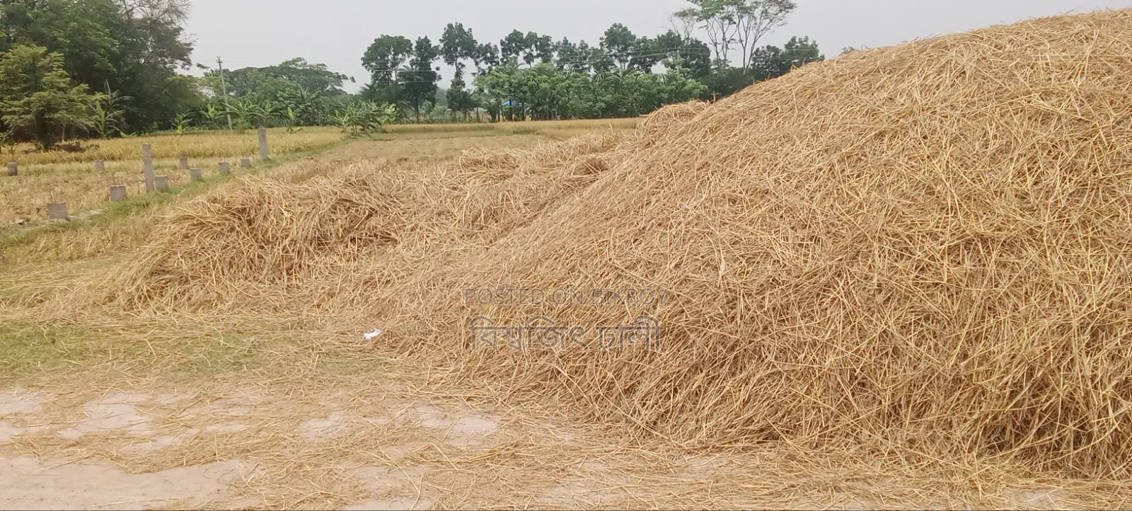 Straw for Sale (2.5 Bigha)