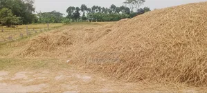 Straw for Sale (2.5 Bigha)
