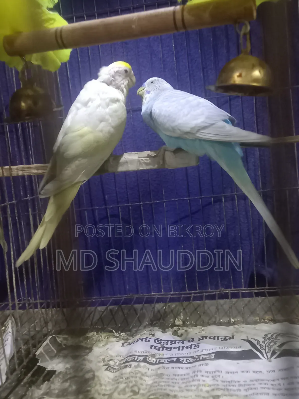 Two pairs of Budgie birds with chicks