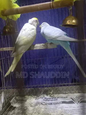 Two pairs of Budgie birds with chicks