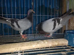 Pair of Racer Pigeons for Sale