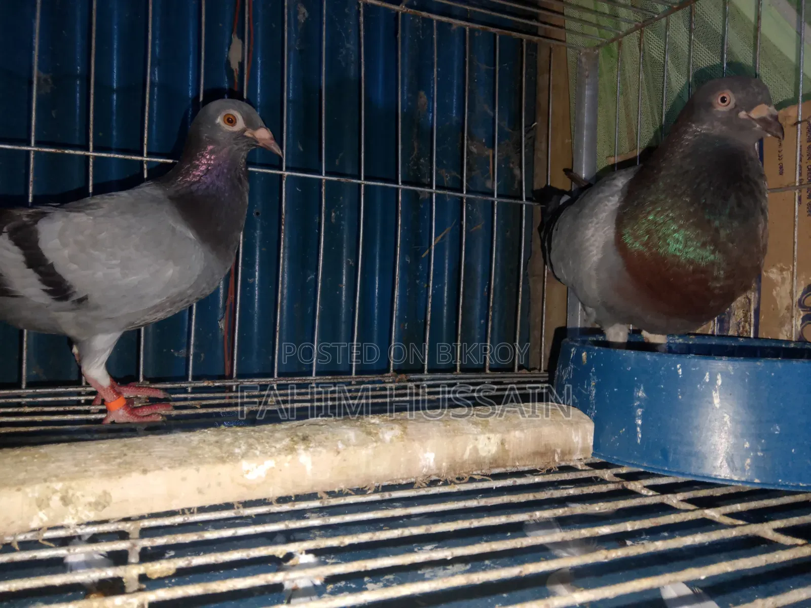 Pair of Racer Pigeons for Sale