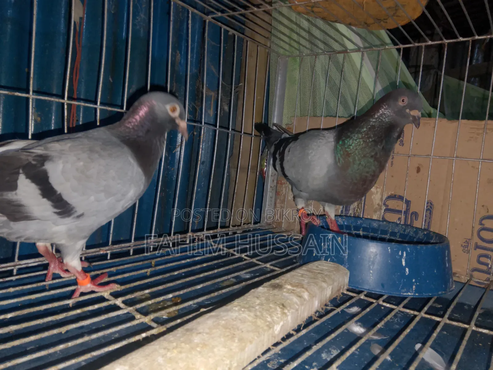 Pair of Racer Pigeons for Sale