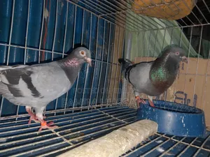 Pair of Racer Pigeons for Sale