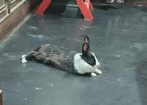 Female Rabbit