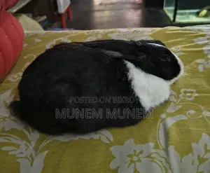 Female Rabbit