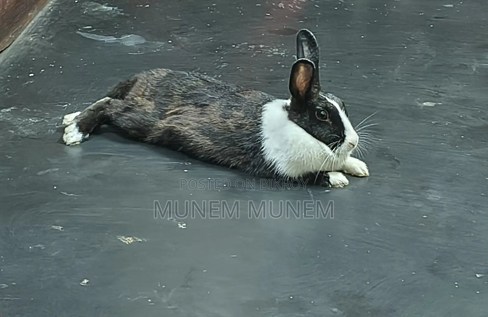 Female Rabbit