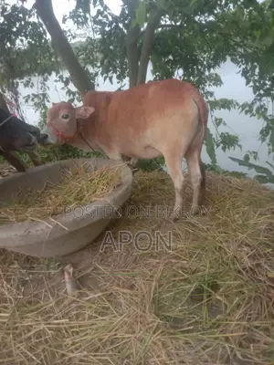 দেশী গাই গরু