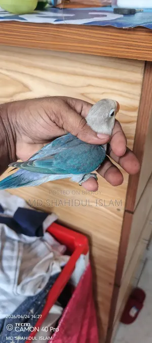 Love Bird Male