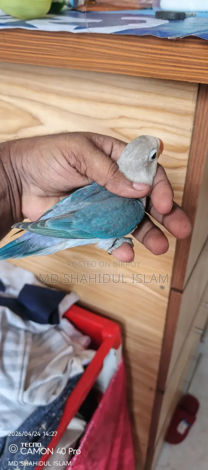 Love Bird Male