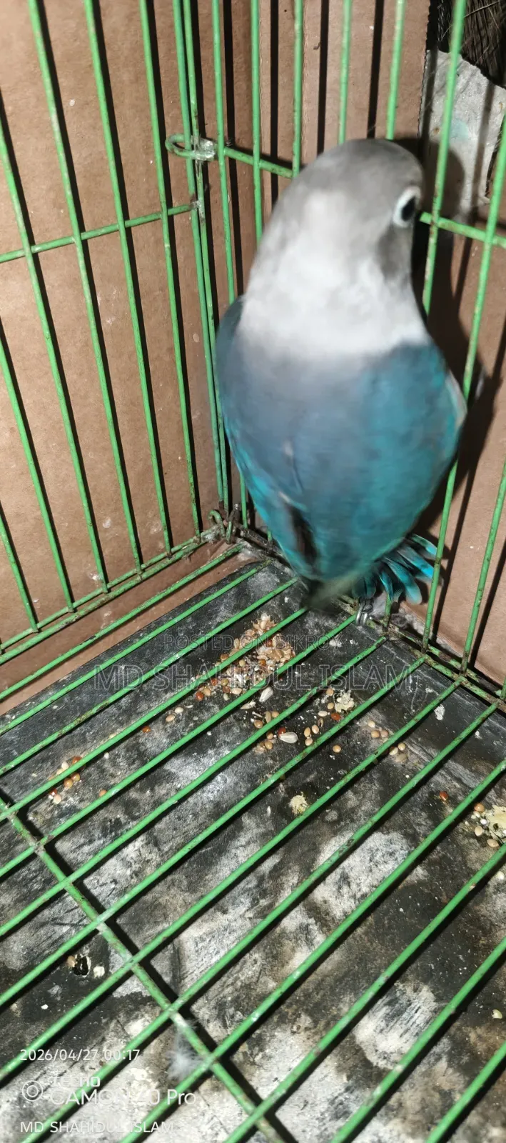 Love Bird Male