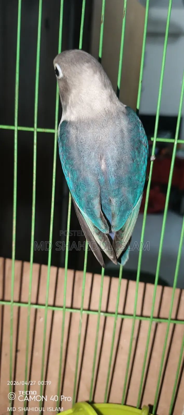 Love Bird Male