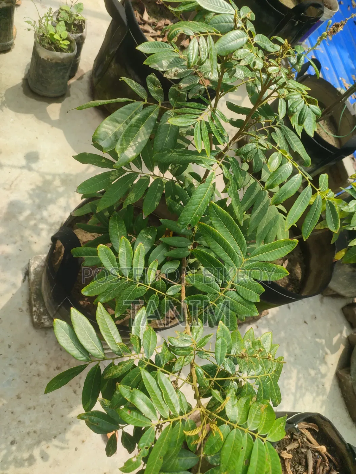 Four Season Longan Tree with Fruits