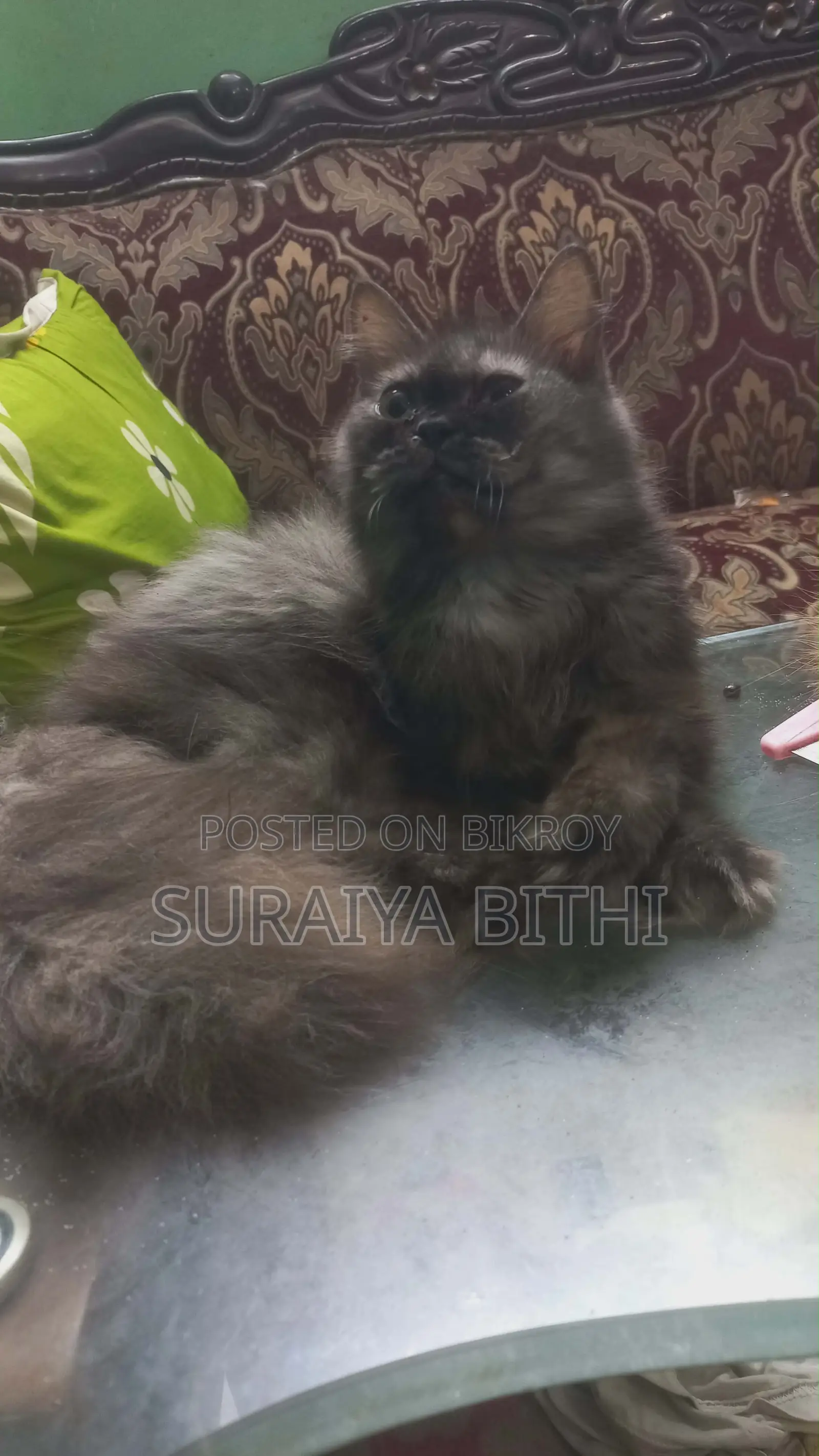 ১+ বছর বয়সী ফিমেল পিওরব্রেড পার্সিয়ান বিড়াল