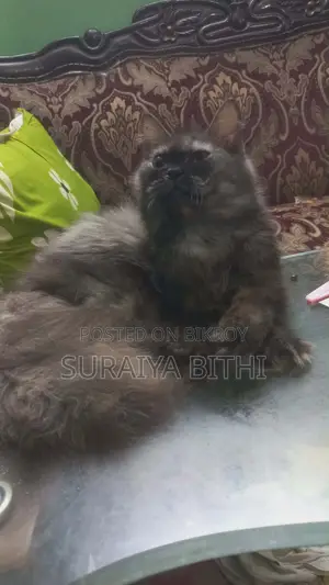 ১+ বছর বয়সী ফিমেল পিওরব্রেড পার্সিয়ান বিড়াল