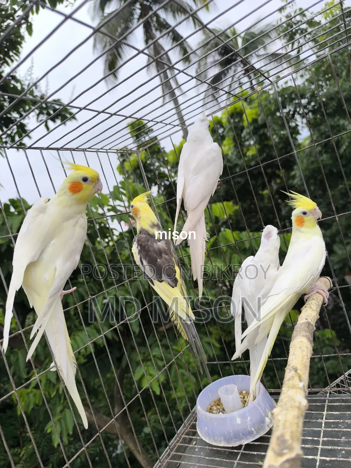৫ পিস বিভিন্ন মিউটেশন রানিং ককাটেল পাখি বিক্রিয় করা হবে