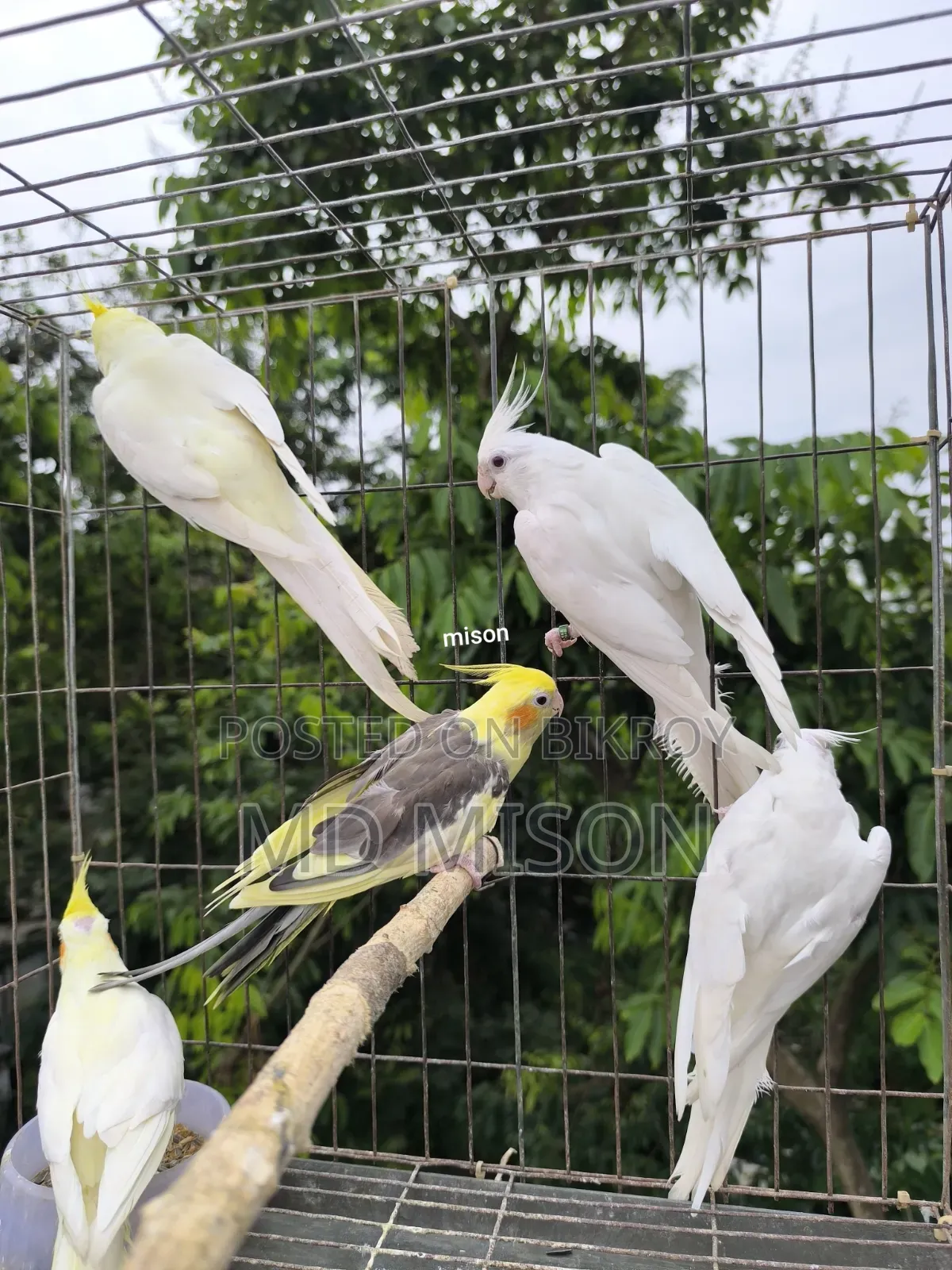 ৫ পিস বিভিন্ন মিউটেশন রানিং ককাটেল পাখি বিক্রিয় করা হবে
