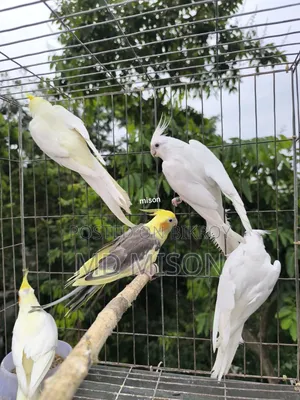 ৫ পিস বিভিন্ন মিউটেশন রানিং ককাটেল পাখি বিক্রিয় করা হবে