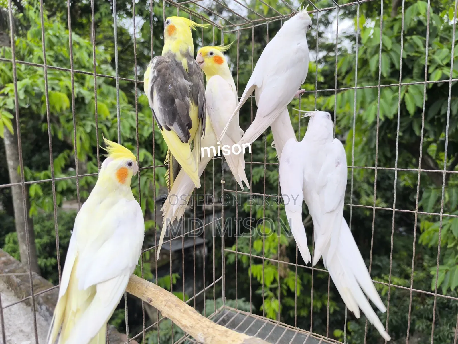 ৫ পিস বিভিন্ন মিউটেশন রানিং ককাটেল পাখি বিক্রিয় করা হবে