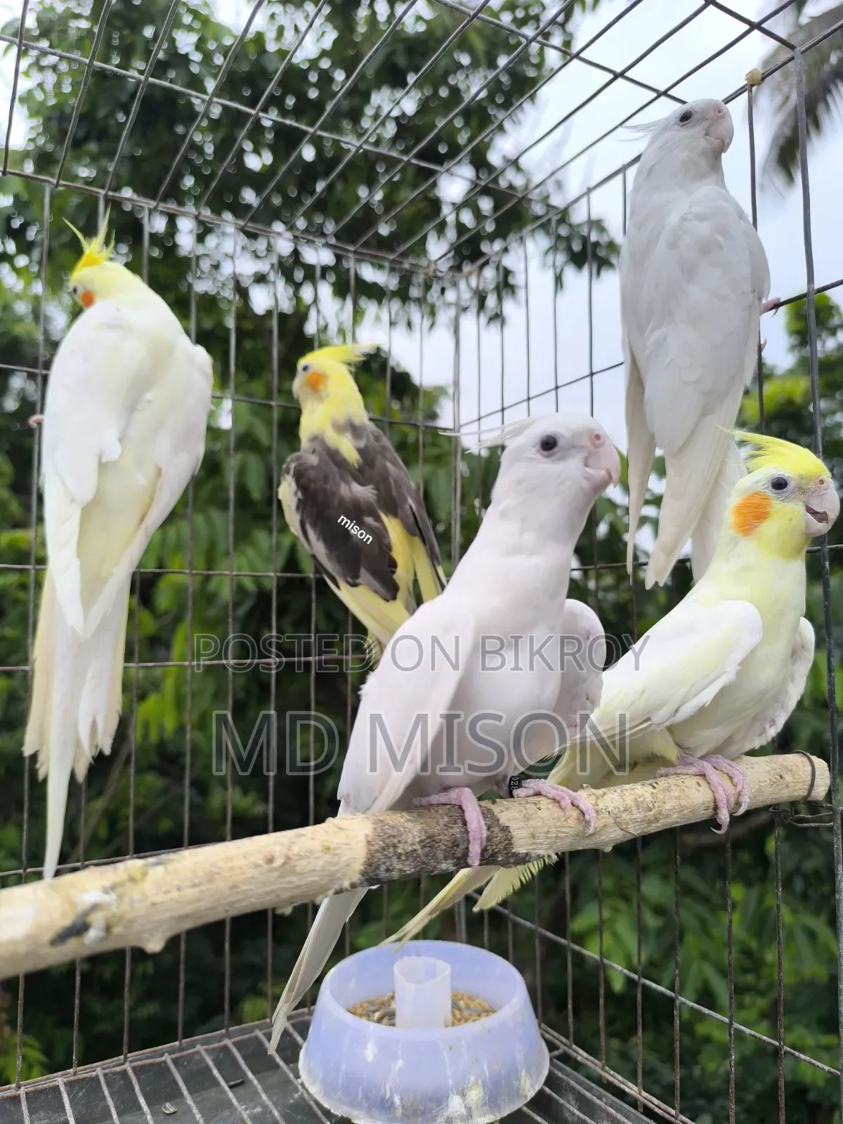 ৫ পিস বিভিন্ন মিউটেশন রানিং ককাটেল পাখি বিক্রিয় করা হবে