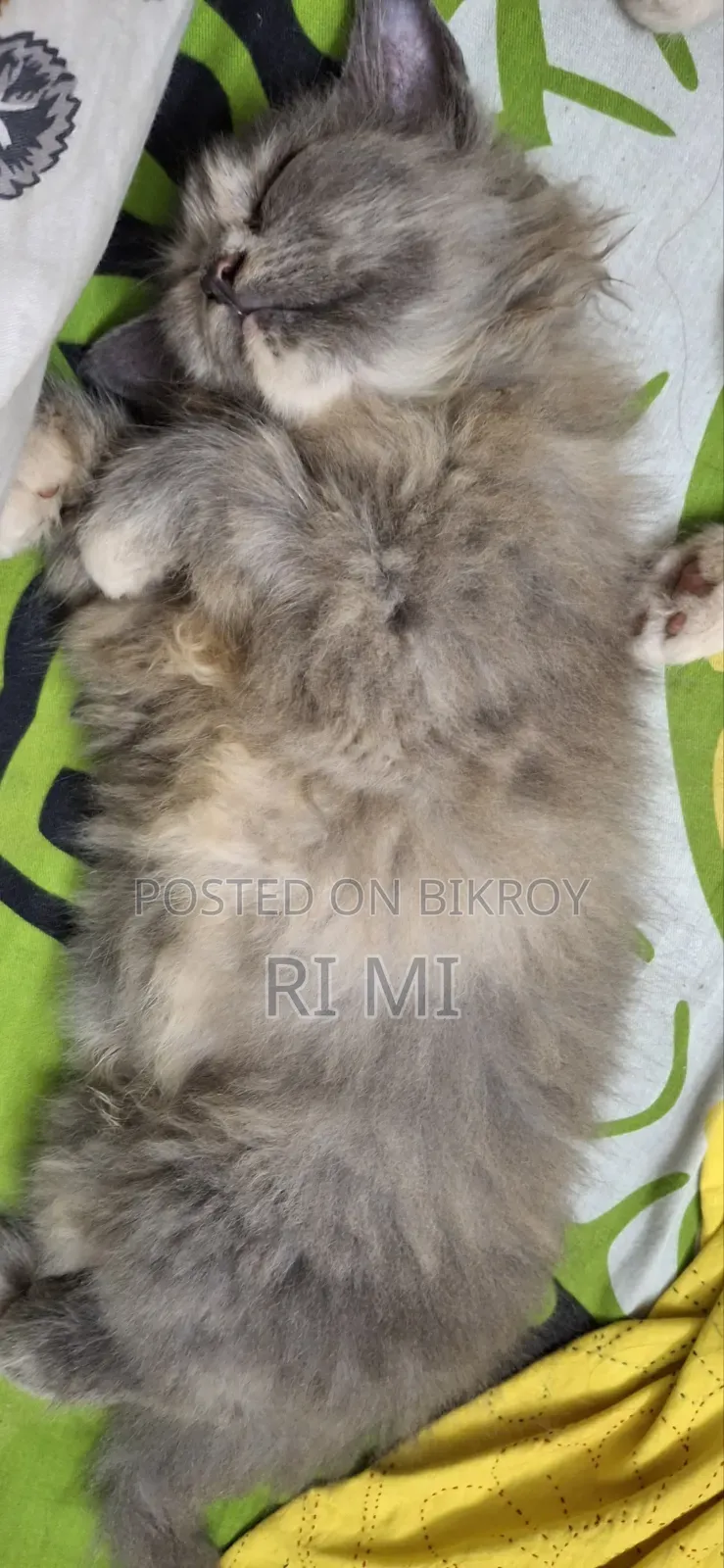 ১-৩ মাস বয়সী ফিমেল পিওরব্রেড পার্সিয়ান