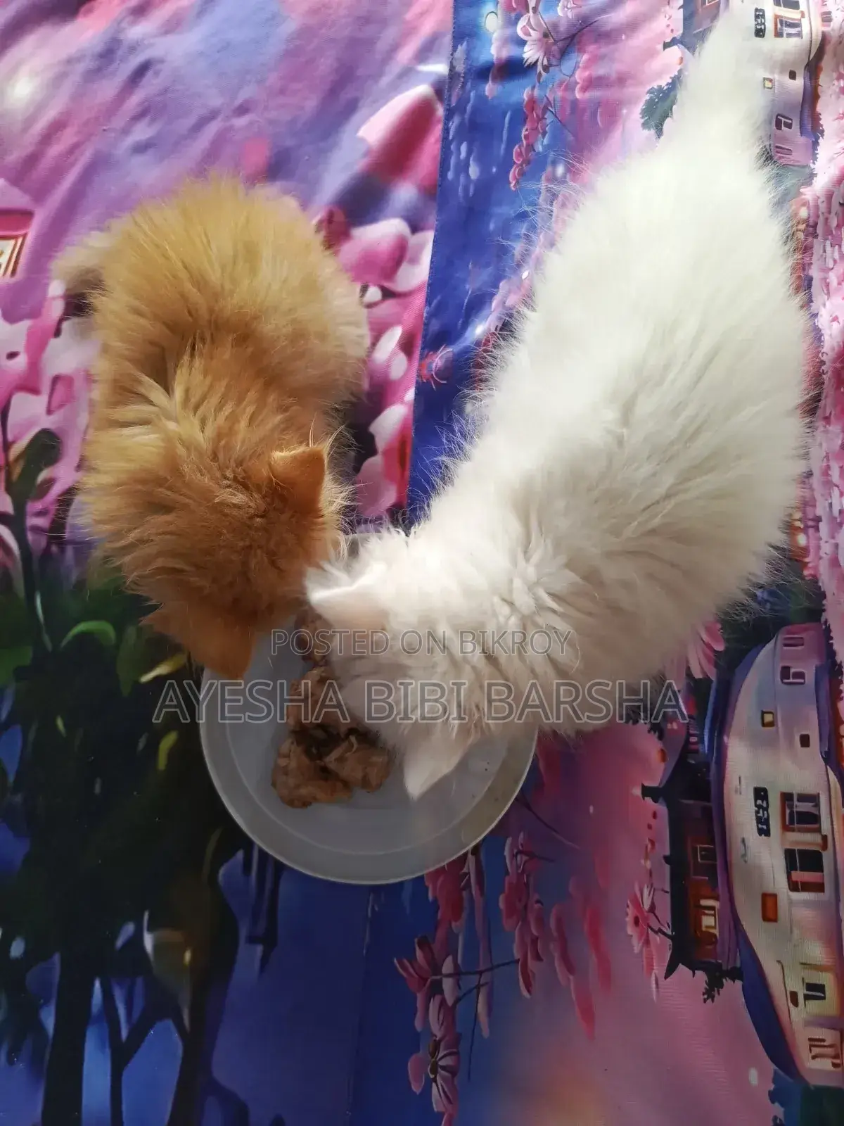 1-3 Months Male Purebred Persian