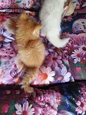 1-3 Months Male Purebred Persian