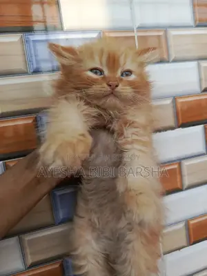 1-3 Months Male Purebred Persian