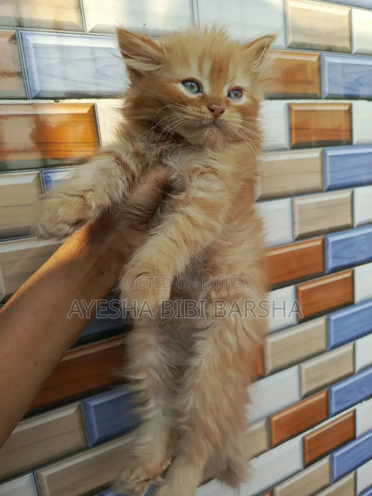 1-3 Months Male Purebred Persian