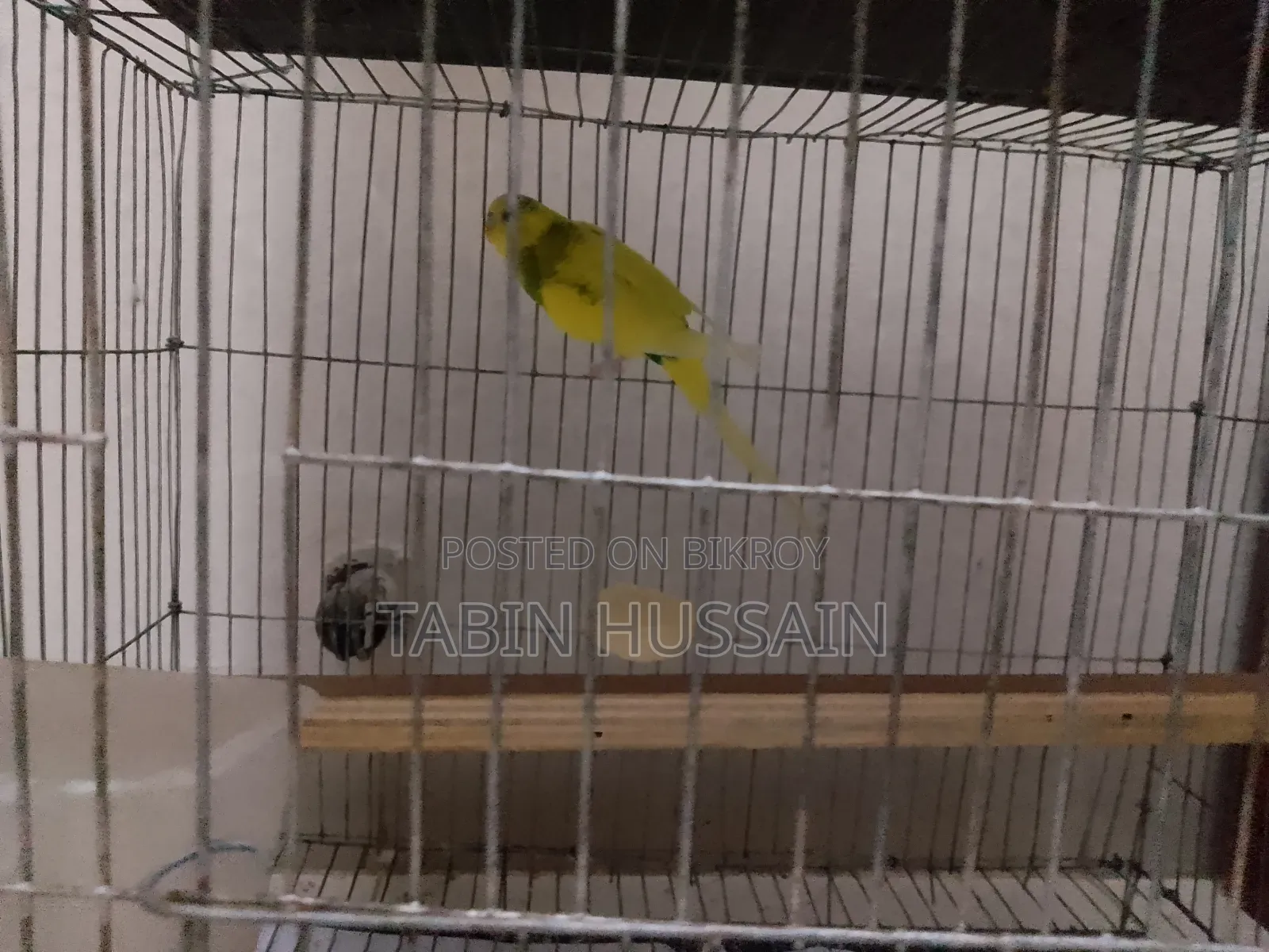 Cage Soho Full Adult Male Bajigar