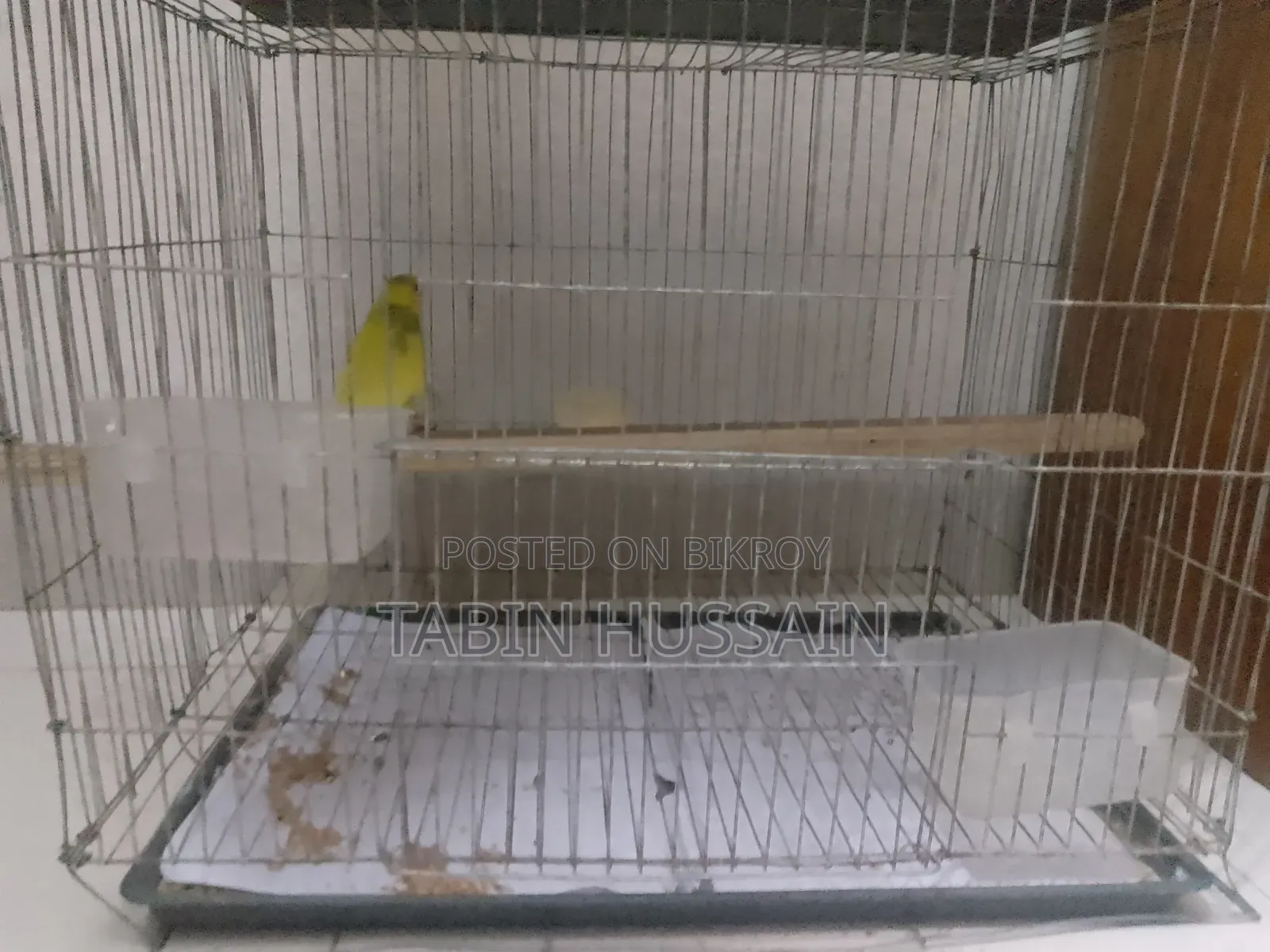 Cage Soho Full Adult Male Bajigar