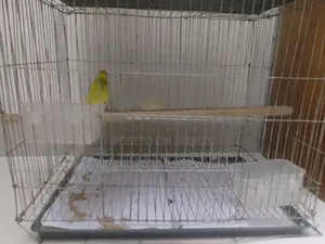 Cage Soho Full Adult Male Bajigar