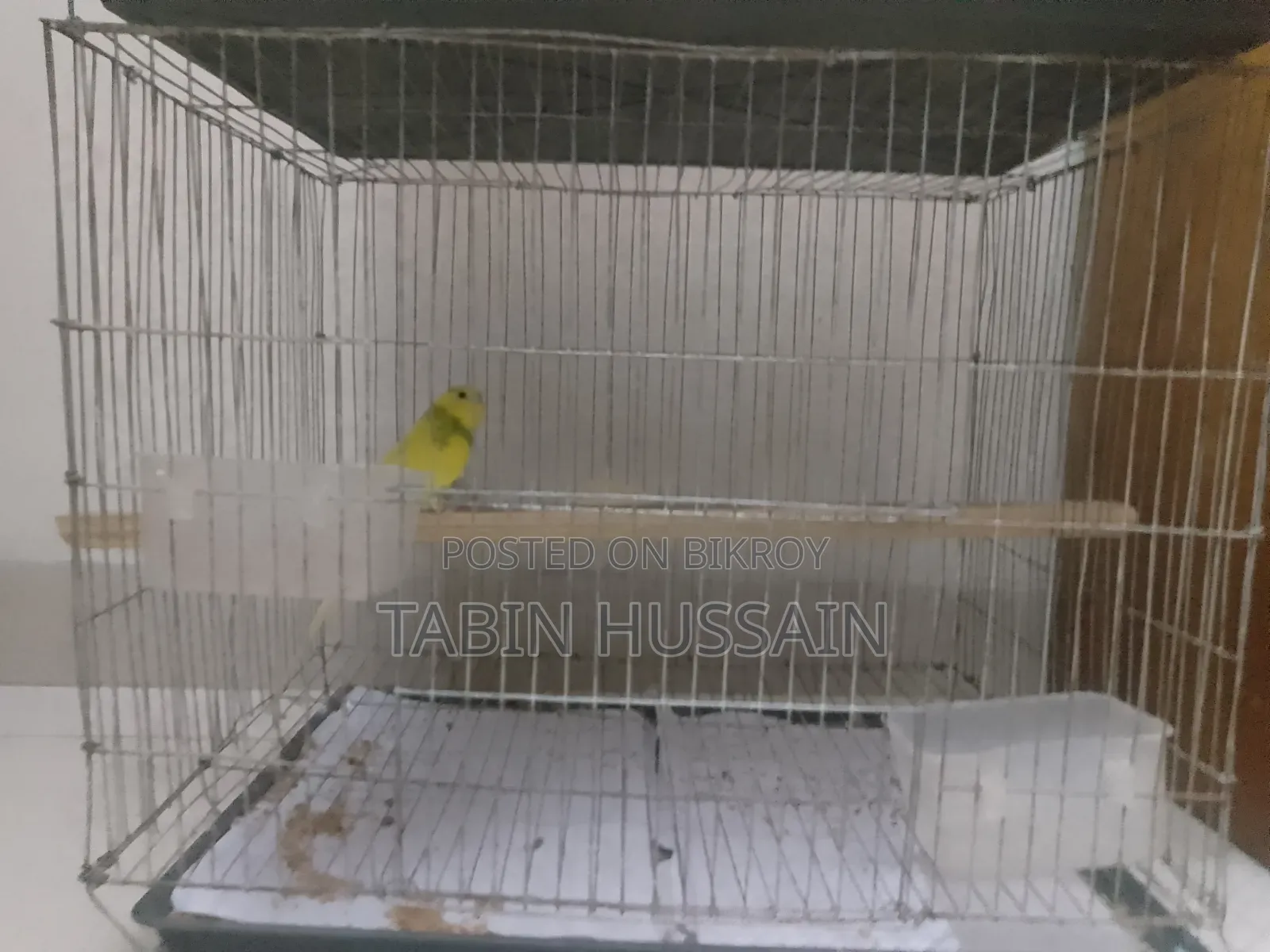 Cage Soho Full Adult Male Bajigar