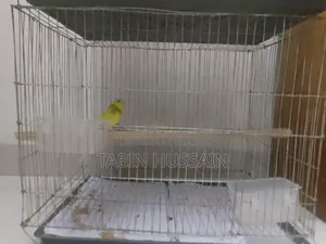 Cage Soho Full Adult Male Bajigar