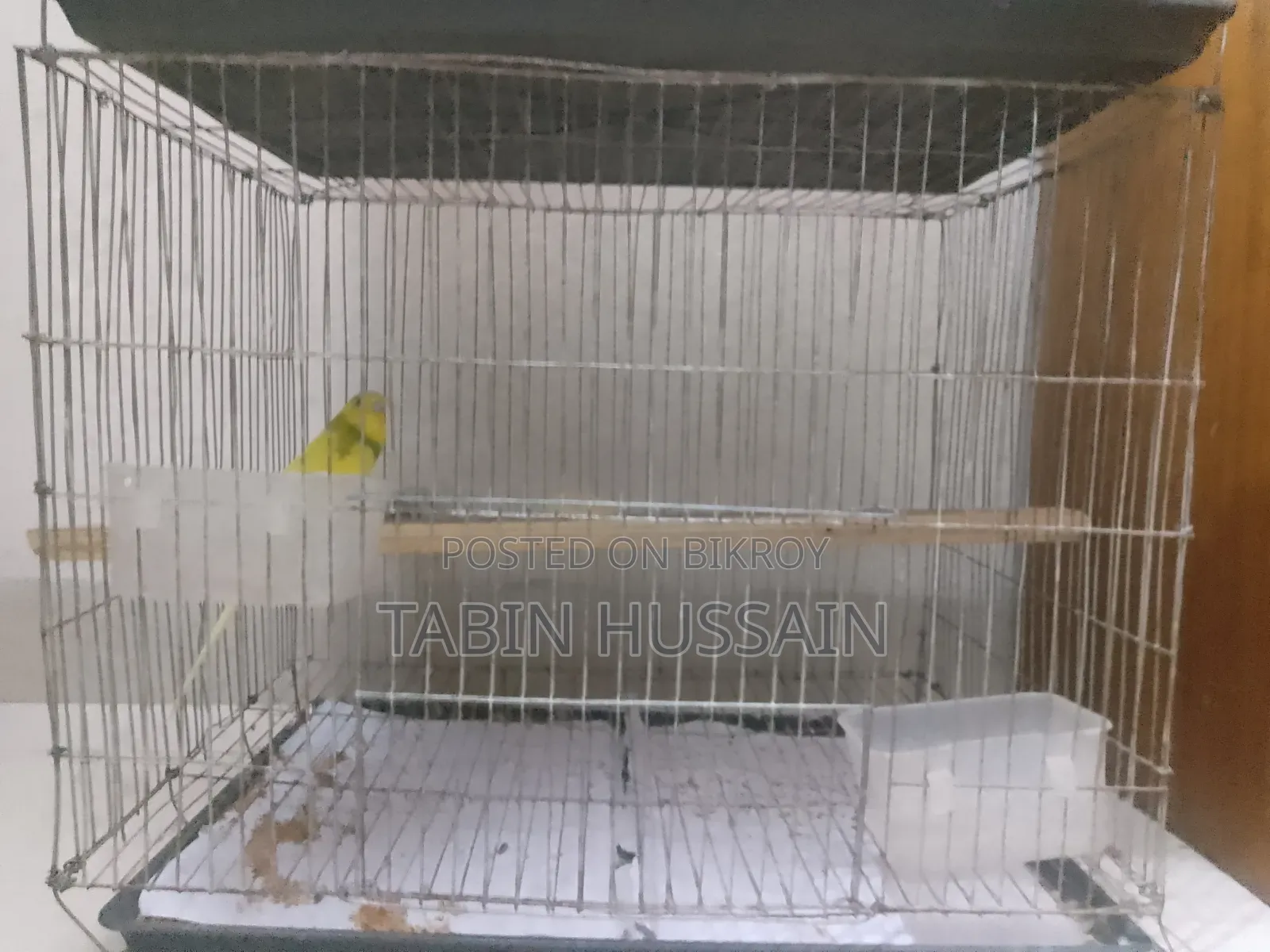 Cage Soho Full Adult Male Bajigar