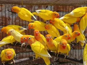 লাভ বার্ড পাখি
