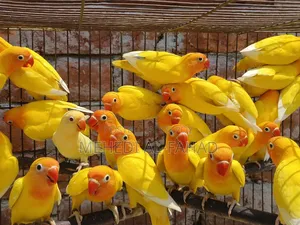 লাভ বার্ড পাখি