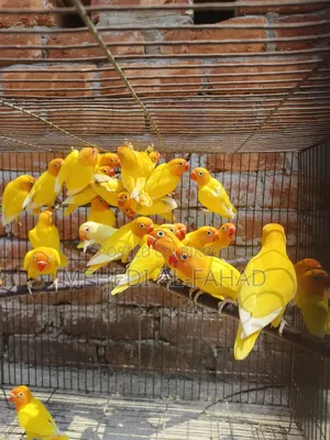 লাভ বার্ড পাখি