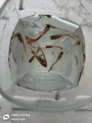 মিক্স গাপ্পি অ্যাডাল্ট