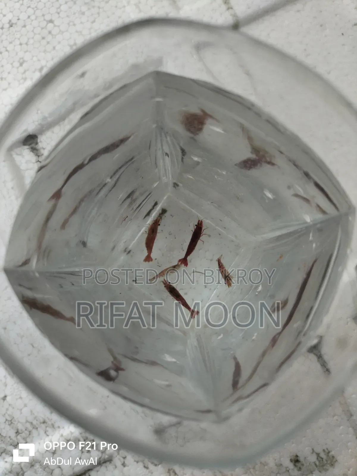 Mix Guppy Adult