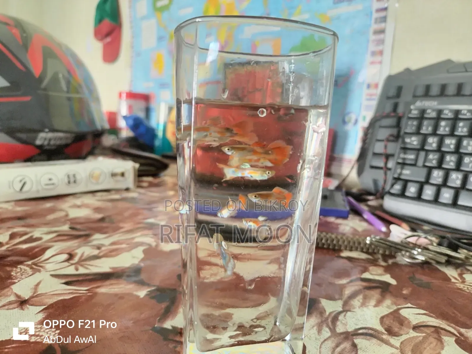 Mix Guppy Adult